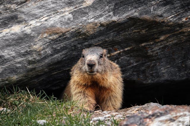 Groundhog Day 2025: Did Punxsutawney Phil See His Shadow?